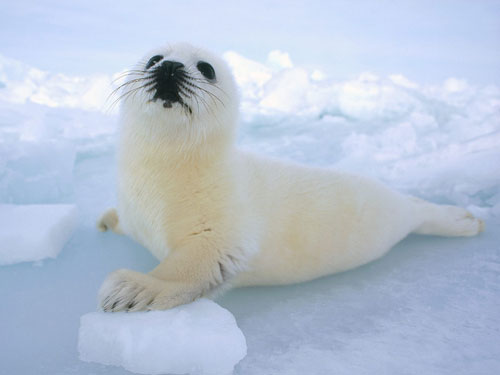 clubbing baby seals. clubbing baby seals