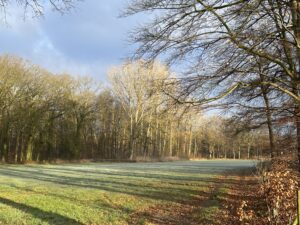 picture of a field and trees, with long shadows of the trees on the field. 